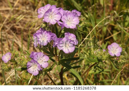 Threadleaf Phacelia (Phacelia linearis) purple wildflower at First Peoples Buffalo Jump State Park, Montana Royalty-Free Stock Photo #1185268378