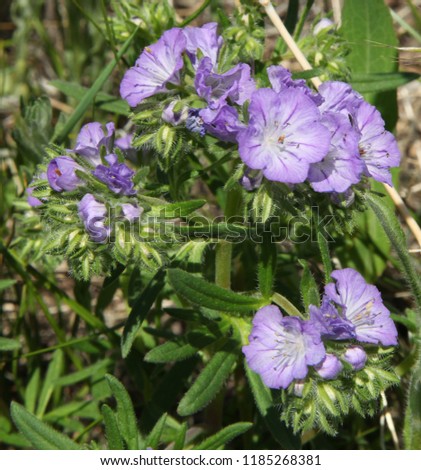 Threadleaf Phacelia (Phacelia linearis) purple wildflower at First Peoples Buffalo Jump State Park, Montana Royalty-Free Stock Photo #1185268381
