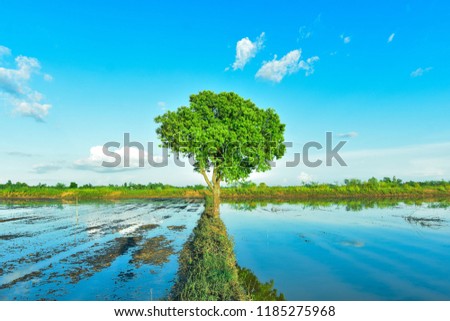 The green trees in the middle of flooded areas are repetitive.
