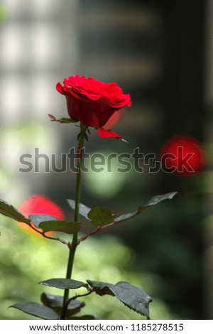 High quality images of roses