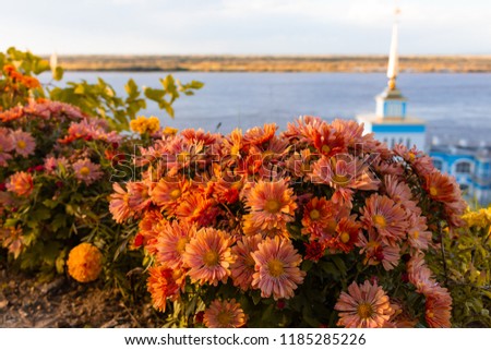 Autumn flowers on the river Bank against sunset