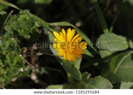 Field marigold or calendula arvensis flower bright yellow and very close to in a meadow in springtime in central Italy sometimes called Mary's gold after the Virgin Mary a companion plant for tomatoes