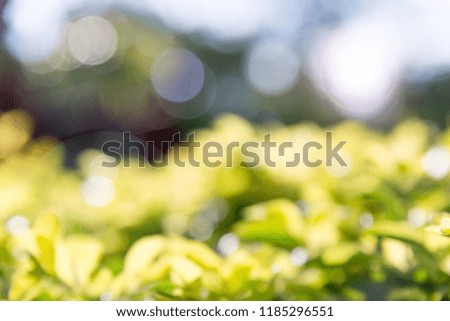Picture blurred and bokeh for background. Green field is beautiful.