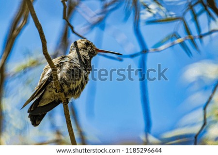 Small Hummingbird perched on tree branch