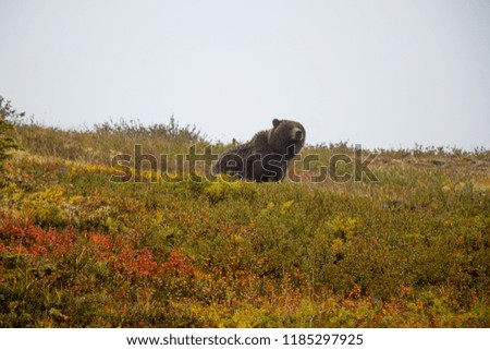 Grizzly bear at the Top of the world Highway, Dawson City - Alaska border, Yukon, Canada