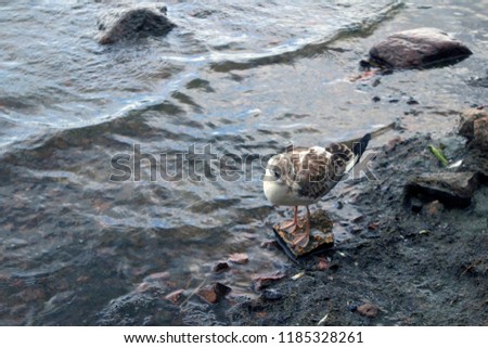 Cute young seagull staying in a transparent water on a stony oozed sea shore
