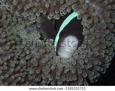 Closeup and macro shot of Panda anemonefish during a leisure dive in Tunku Abdul Rahman Park, Kota Kinabalu, Sabah. Malaysia, Borneo.