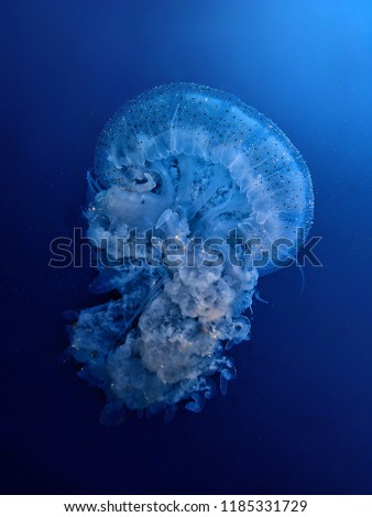 Closeup and macro shot of jellyfish during a leisure dive in Mabul Island, Semporna. Tawau, Sabah. Malaysia, Borneo.
