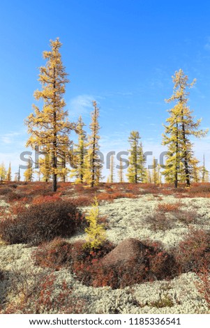 Autumn landscape with moss and yellow larch in the North of Western Siberia