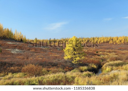 Yamal forest tundra on a Sunny autumn day in Siberia