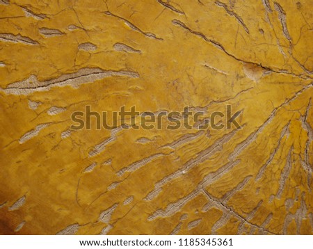 100year old wood texture,tree background abstract