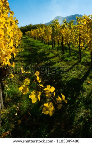 yellow grape leaves at vineyard