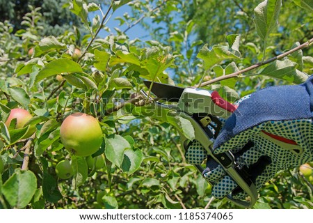 Intersect fruit tree Royalty-Free Stock Photo #1185374065