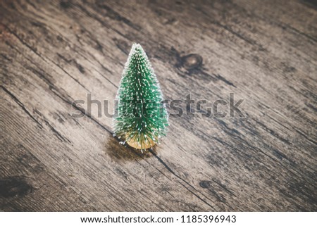 A pine tree for Christmas decorations.