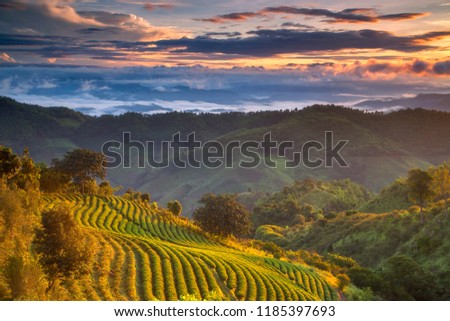 Beautiful landscape view of choui fong tea plantation with sunrise at Doi Mae Salong, tourist attraction at Chiangrai province in thailand Royalty-Free Stock Photo #1185397693