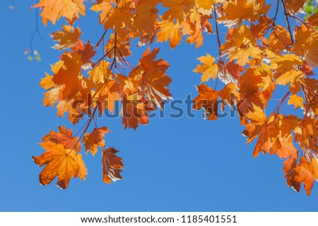Maple leaves on a background of the blue sky