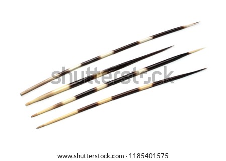 Porcupines quills or spines isolated on white background