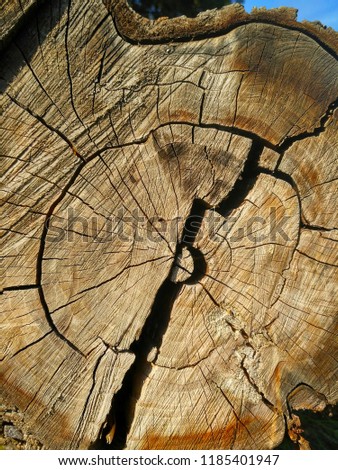 Old huge split log texture, clear macro image of wood
