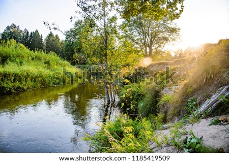 Forest nature in the sunset of the summer. Photo of the picturesque banks of a river in a forest in nature.
