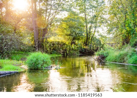 Forest nature in the sunset of the summer. Photo of the picturesque banks of a river in a forest in nature.