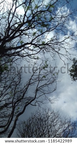 branch tree with blue sky