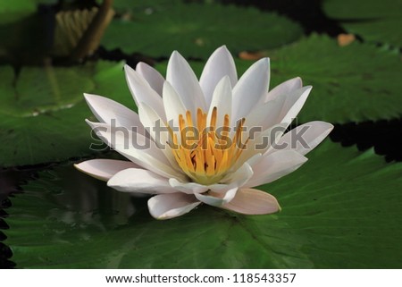 center picture water lily white