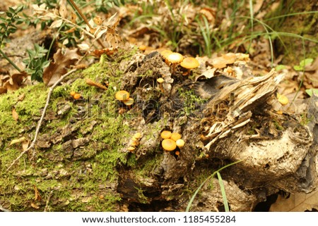 Mushrooms of Igneada, Kirklareli