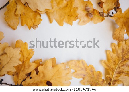 background of autumn oak leaves on the white with copy space