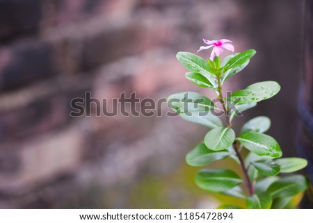Nayantara Flower
Catharanthus Roseus