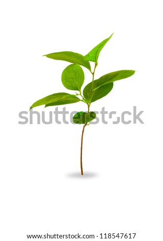 Young plant isolated on white Royalty-Free Stock Photo #118547617