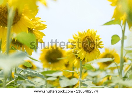 Beautiful sunflower flowers in the sun