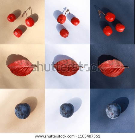 red berries, red leave, blue plum on biege, white and blue background 