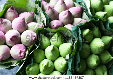pink and green budding lotus flowers wrapped  in green lotus leaves