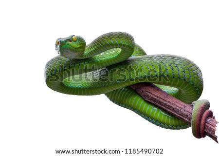 Large-eyed Green Pitviper or Green pit vipers or Asian pit vipers, green snake on branch with white background in Thailand and clipping path. Royalty-Free Stock Photo #1185490702