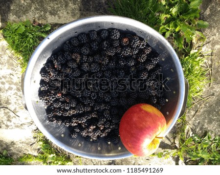 Close up of freshly picked foraged blackberries and apple harvested from English organic country garden in Summer in metal colander on stone patio viewed above with plant growth in early Autumn sun