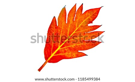 Dried leaves isolated on white background.