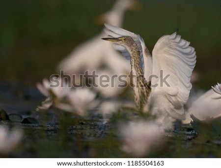 Indian Pond heron in water lillies pond 
