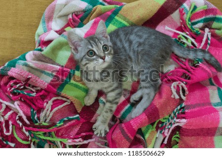 A cute kitten lies on a checkered blanket. Pink and green blanket in a box. Sleepy friendly kitty.