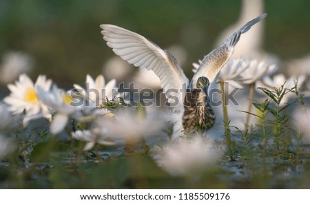 Indian Pond heron in water lillies pond 