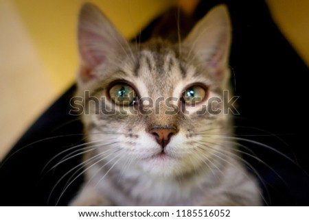 Nice gray kitten in the apartment. Kitten flowering Whiskas. Macro photography of the cat's muzzle.
