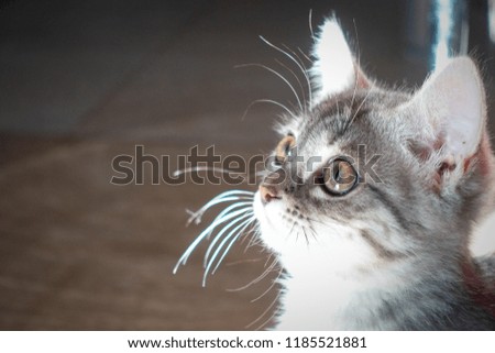 Black and white photo of a gray kitten. Contrast photo with narrow beam. Black background, bright highlight. The face of the kitten in macro photography.