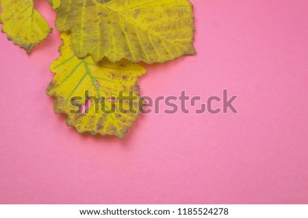 Autumn leaf nature concept of on pastel pink background. Yellow oak leaf