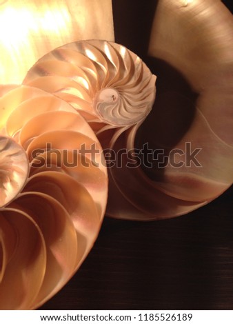 nautilus shell symmetry cross section spiral structure Fibonacci growth golden ratio background mollusk (nautilus pompilius) copy space half split pearl stock, photo, photograph, image, picture
