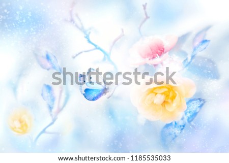 Beautiful yellow and pink roses and blue butterfly in the snow and frost. Artistic colorful winter natural image. Christmas.