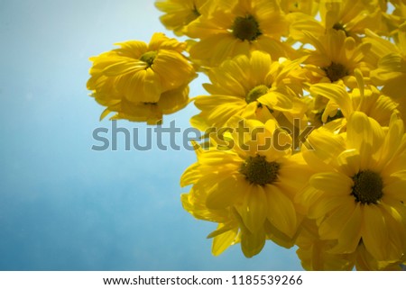 Photo of bright yellow flowers. Yellow chrysanthemums on a blue sky background.