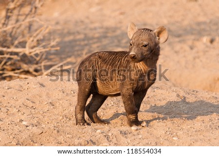 A very young hyena cub