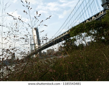 Photo of Manhattan Bridge on a summer evening through grass