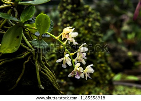 Beautiful Encylia Epiphytic orchid flower(Gastrochilus Aculifolius) Royalty-Free Stock Photo #1185556918