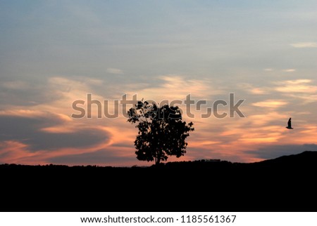 Landscape Nature Silhouette Lonely tree on the parks and garden with cloudy and light of sunset at singha parks , chiang rai , thailand