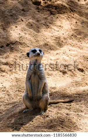 Look of the meerkat whos staying on the paws